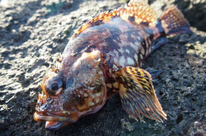 海釣りの画像