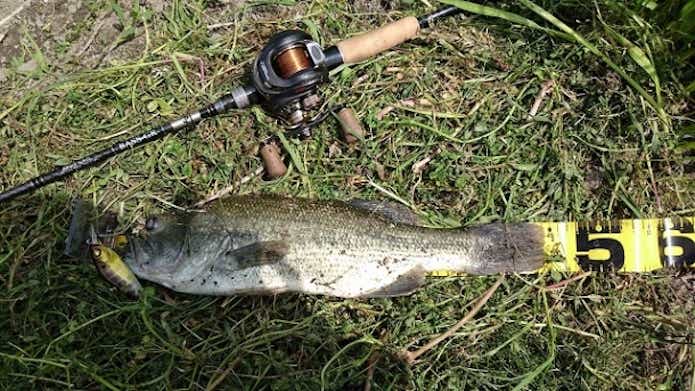 フラップスラップで釣れた魚