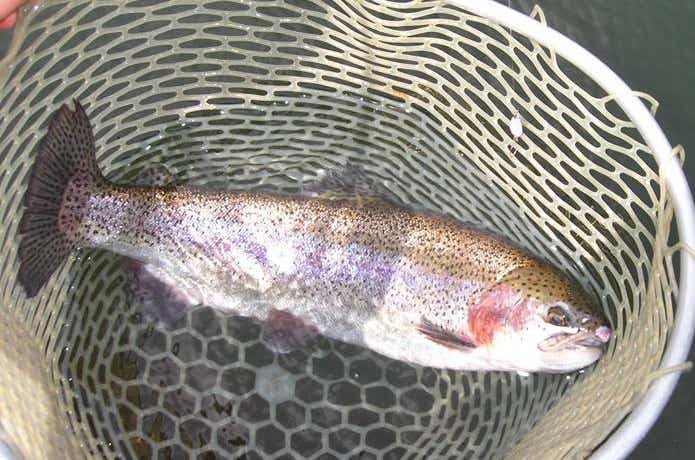 釣りキチけん太のドナルドソン