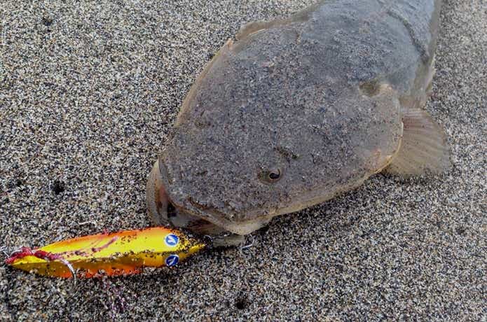 シーライドで釣れたマゴチ