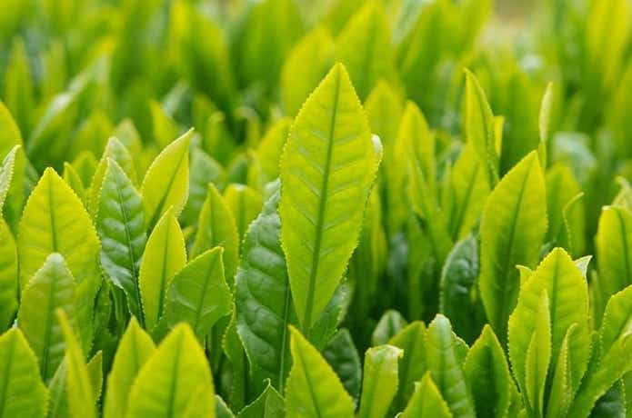 静岡茶