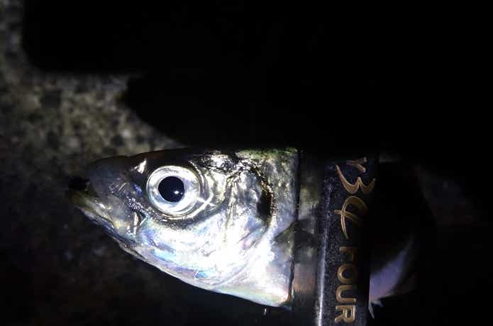 アジング　夜の釣り方