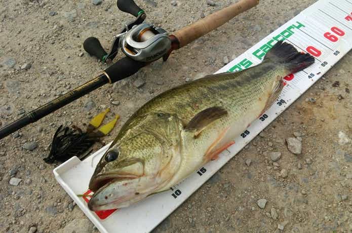プロズファクトリーのジグで釣ったバス