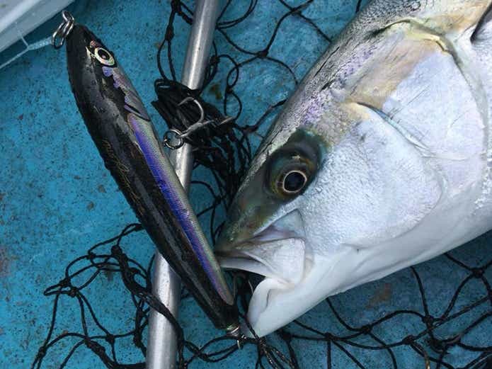 トップで釣ったヒラマサ
