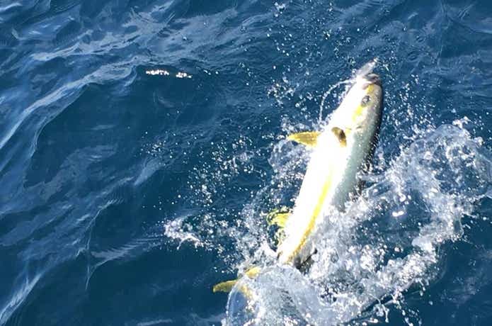 松鶴丸で釣れたヒラマサ