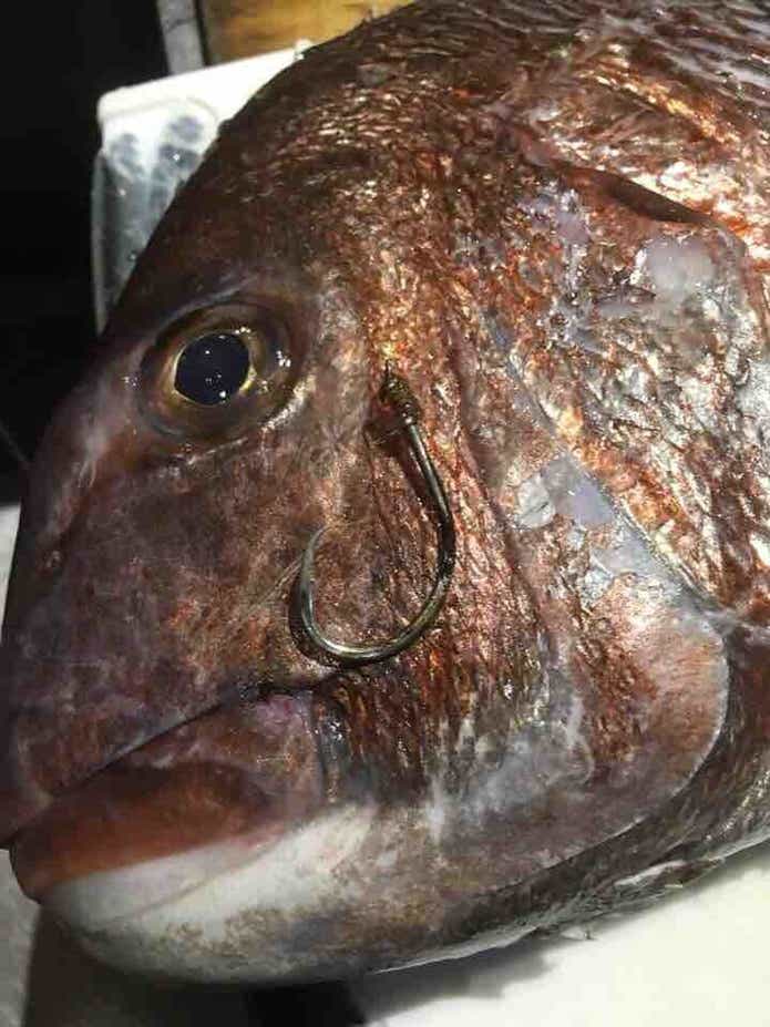 船最前線】本乗っ込みスタート！新潟県上越沖“コマセマダイ”が
