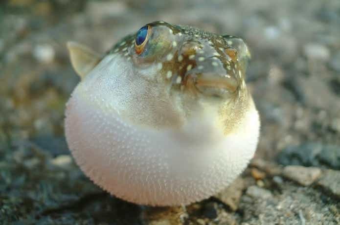 クサフグ