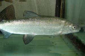 シナノユキマス