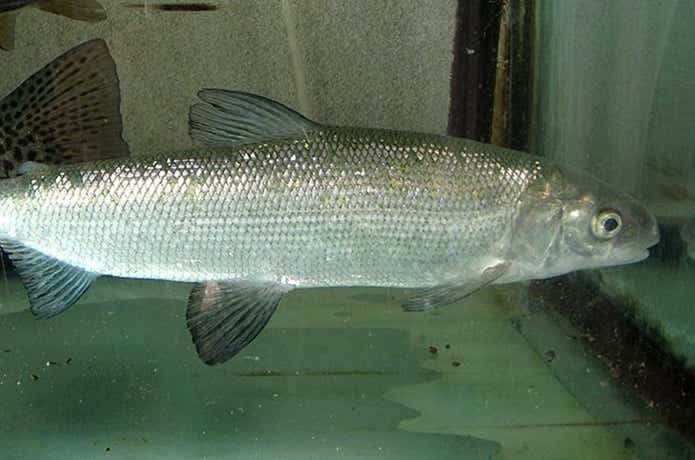 シナノユキマス