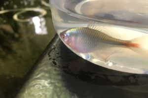 たなごの画像