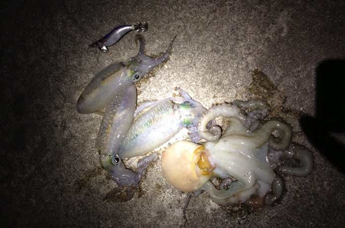 日間賀島　釣りポイント　アオリイカ