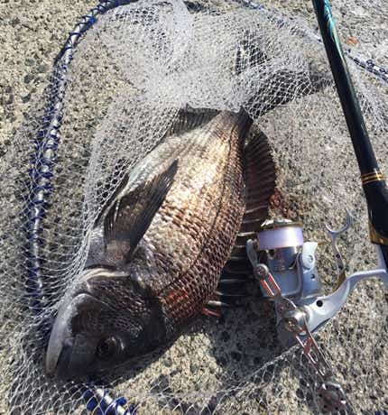 日間賀島　釣り　クロダイ