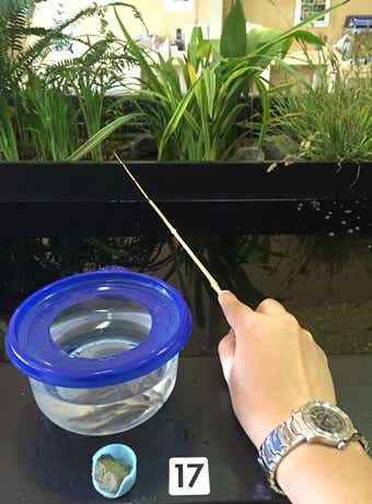 たなご釣りの画像
