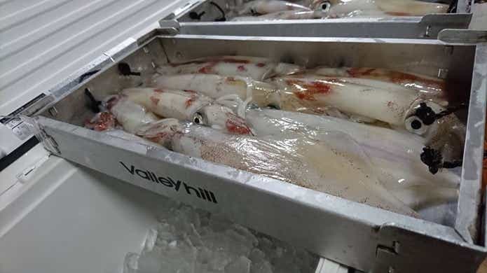 イカメタル釣果の画像