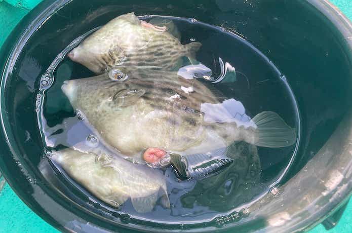 カワハギ釣りのシーズン