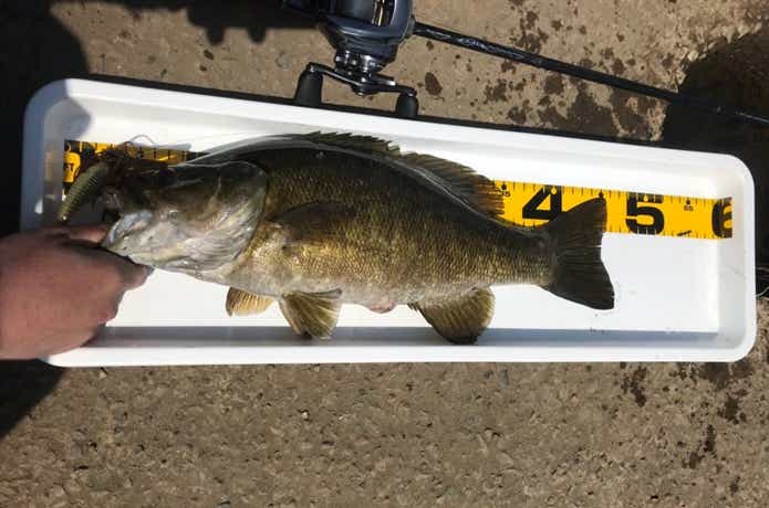 ハイパーフットボールジグで釣ったバス