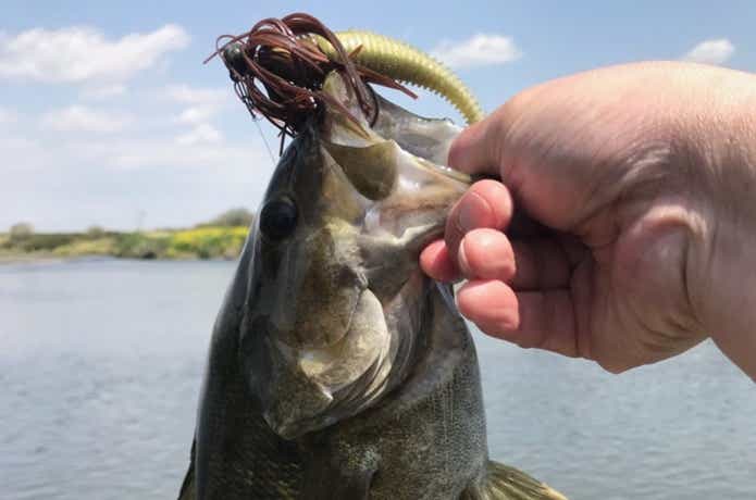 ハイパーフットボールジグで釣ったスモール