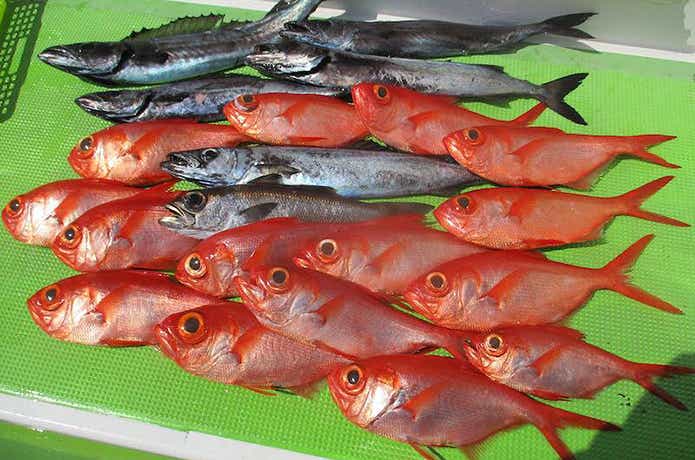 浅八丸での釣果