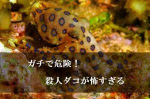 ヒョウモンダコ