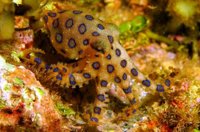ヒョウモンダコ