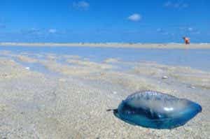 砂浜カツオノエボシの画像