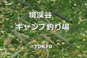 ニジマス