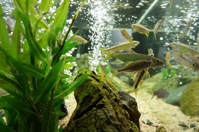 川魚の水槽