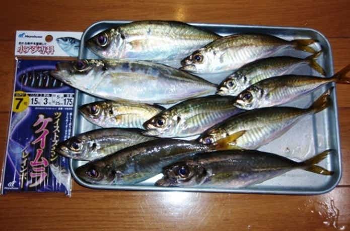 ケイムラ釣果の画像