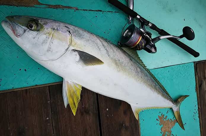 トップウォーターで釣れたヒラマサ