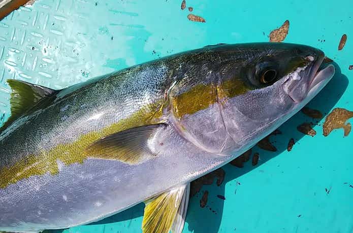 若栄丸で釣れたヒラマサ