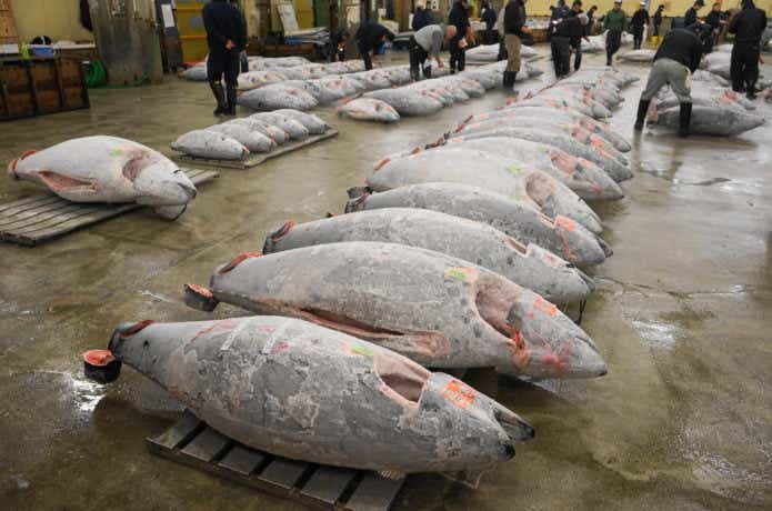 マグロ卸売市場