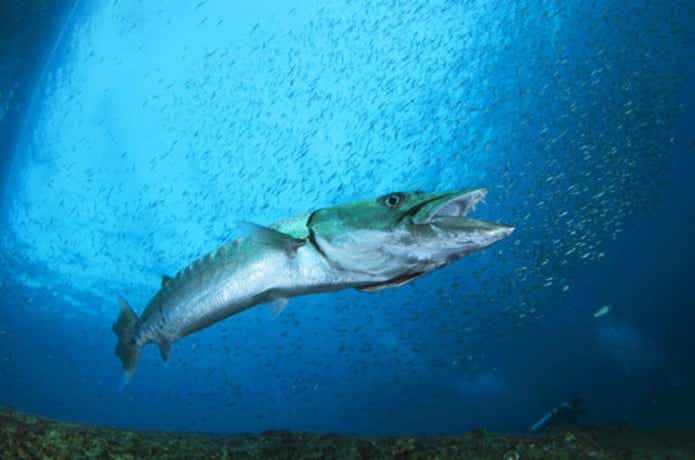 オニカマス【バラクーダ】ってどんな魚？ドデカいカマスの生態と釣り方 ...