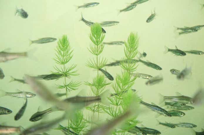 クチボソ（モツゴ）の水槽