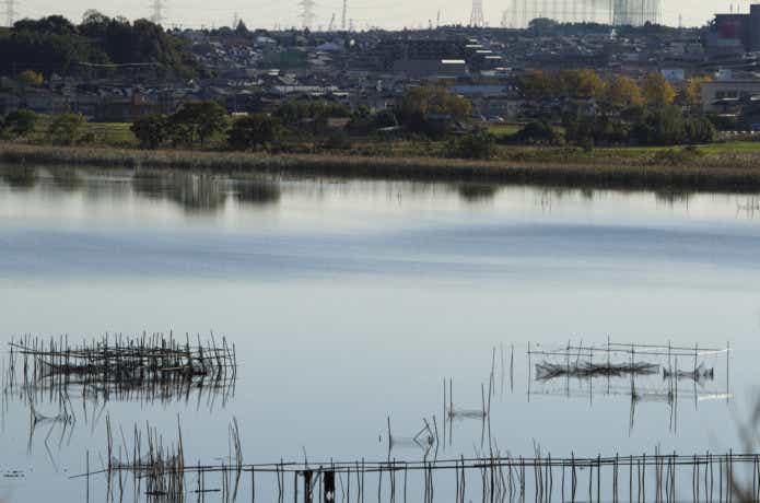 千葉県の釣り印旛沼の画像