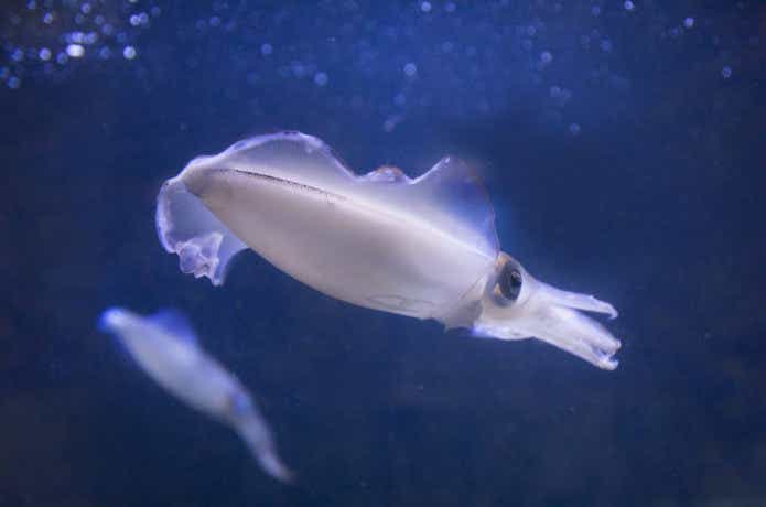 アオリイカの画像