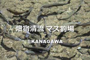ニジマス