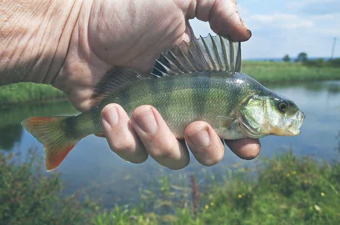 魚のヌルヌル