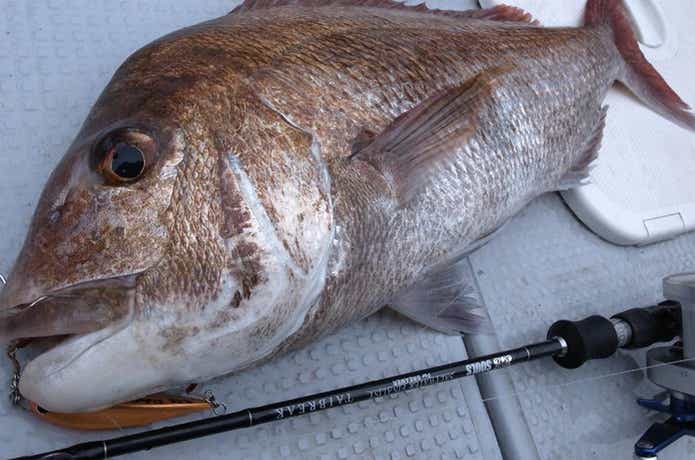 マダイジギングで釣れたタイ