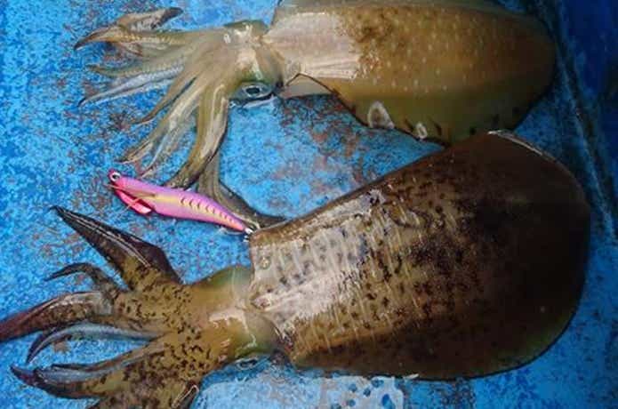 第五嘉丸で釣れたアオリイカ