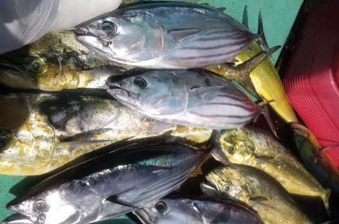 鈴清丸で大漁の釣果