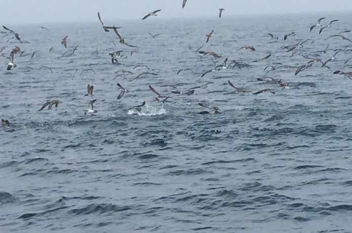 相模湾の鳥山