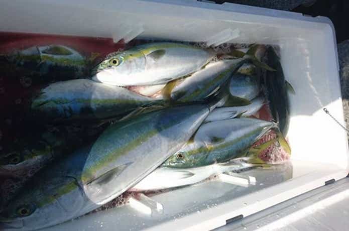 第五嘉丸で青物が大漁