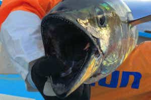マグロ　釣り