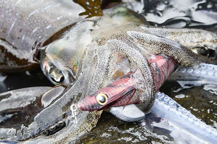 海　ルアー釣り　アオリイカ