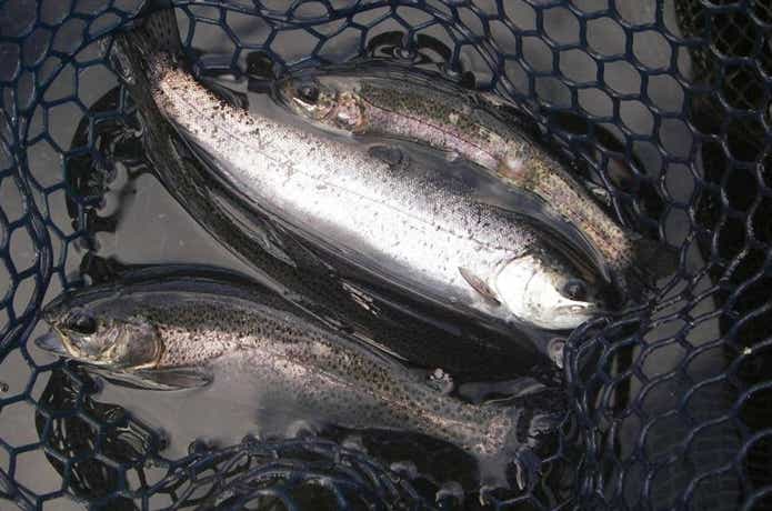 ハーブの里フィッシングエリアで釣ったニジマス