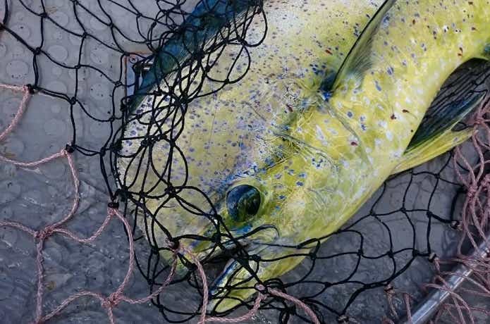 庄三郎丸で釣れたシイラ