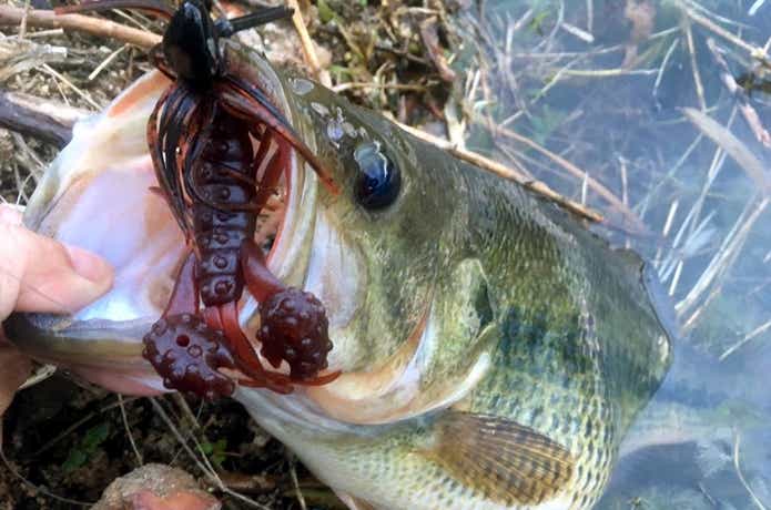 フラットバックジグで釣れたバス