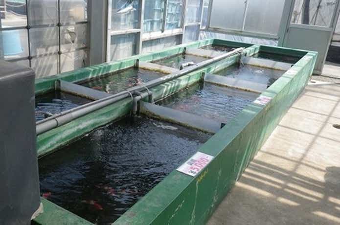 谷養魚場