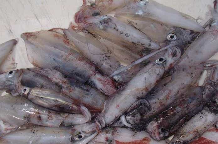 庄治丸で釣ったイカ
