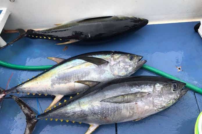庄三郎丸で釣れたキハダ